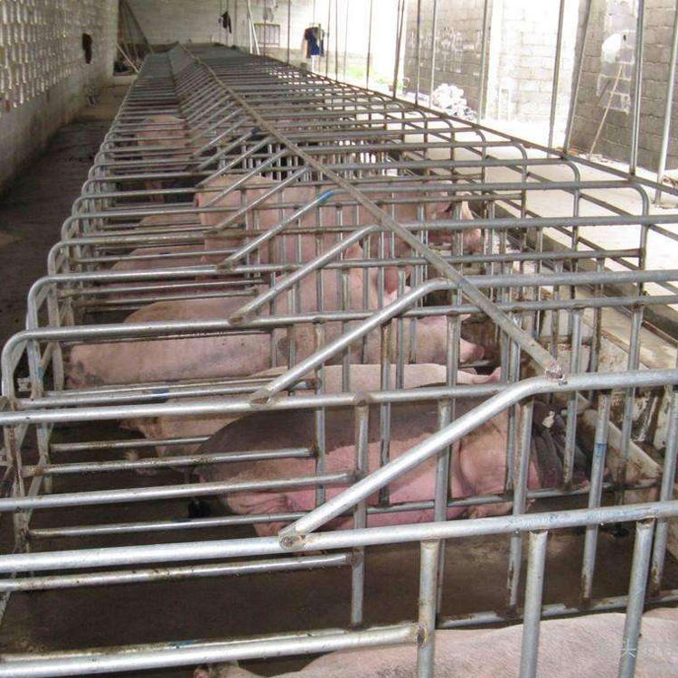 10位母猪用限位栏 养猪场母猪定位栏 沃泰机械 加宽母猪限位栏图片