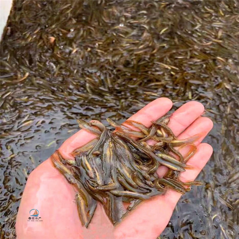 台湾泥鳅种苗图片