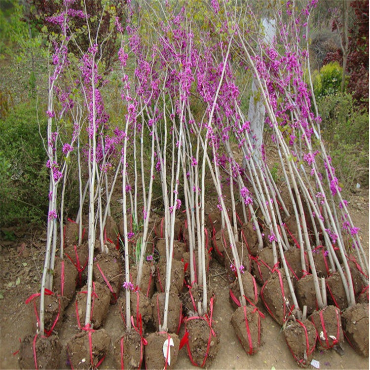 紫荆树苗绿化工程苗丛生紫荆巨紫荆开花植物风景树