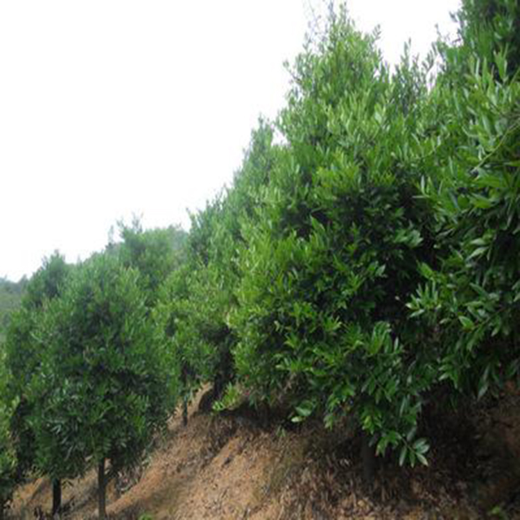 湖南竹柏 树型优美  大批量处理2-3公分竹柏树苗 竹柏盆栽   红成苗木