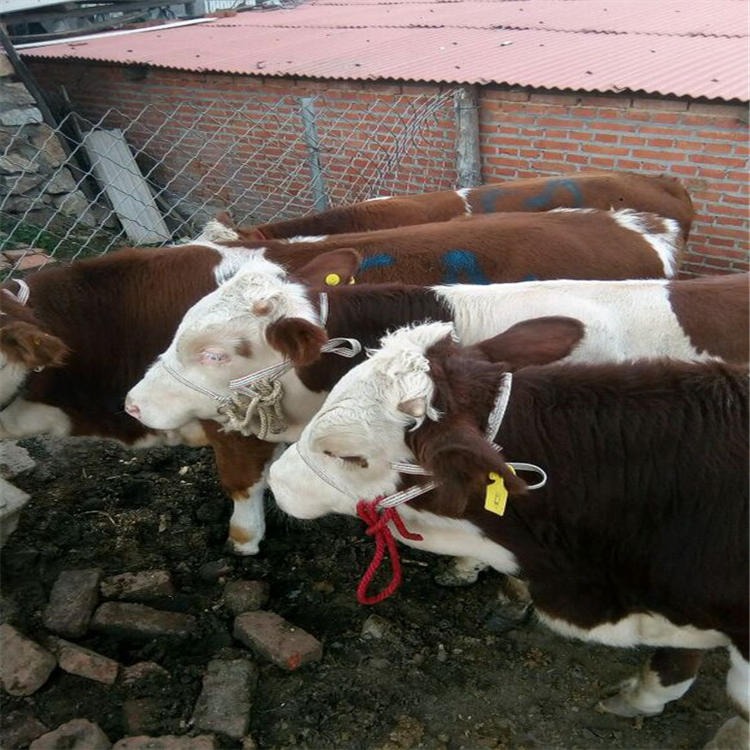 西门塔尔牛价格报价 改良西门塔尔牛 育肥西门塔尔牛 纯种西门塔尔牛1-6代图片图片