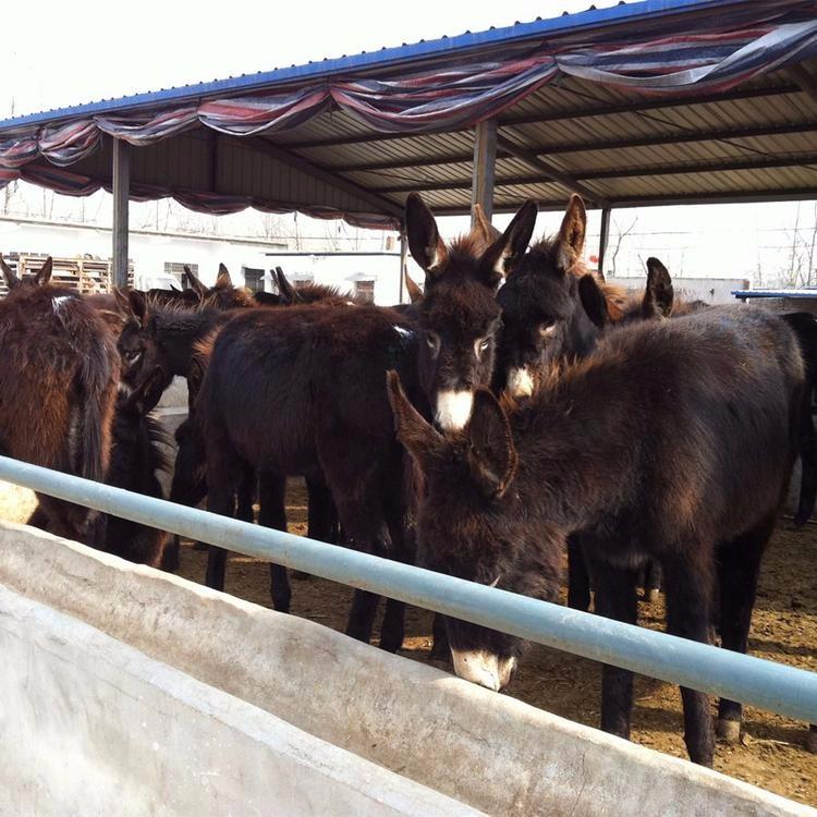 肉驴价格 赤峰德州驴肉驴苗 出售乌头驴 鼎荣 自产自销图片