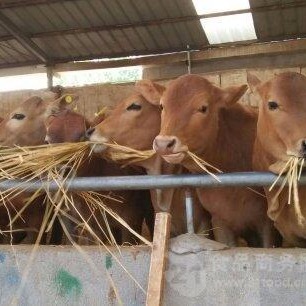 黄牛肉牛养殖场 签订回收合同 山东黄牛仔价格 通凯 鲁西黄牛苗厂家