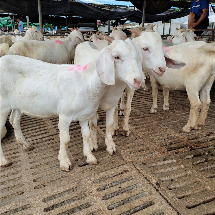 美国白山羊价格  改良白山羊 黑山羊种羊 龙翔 养殖场常年销售