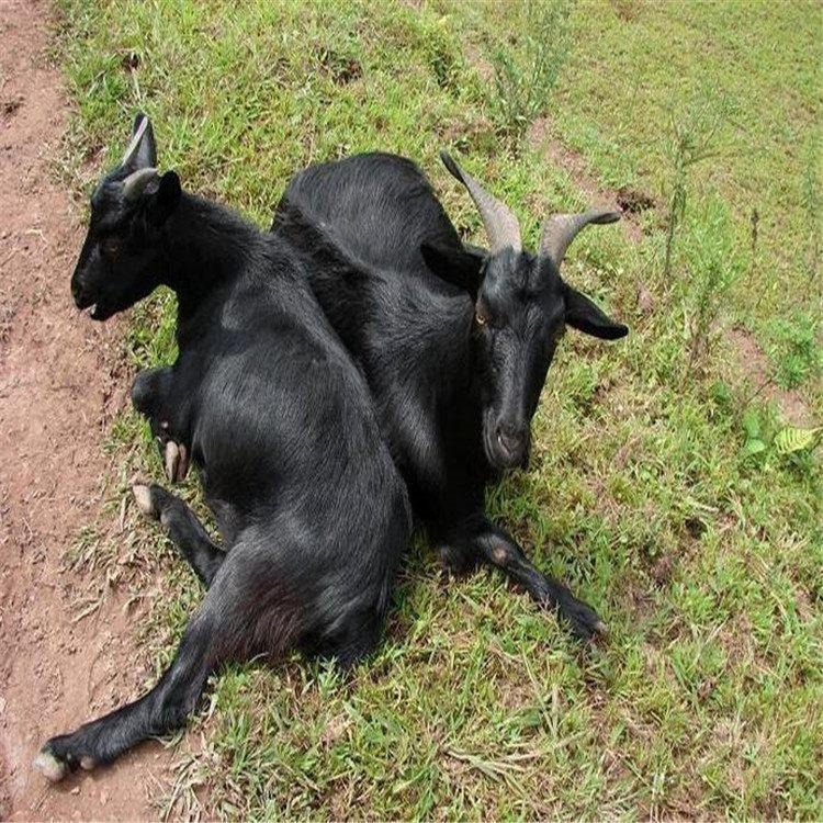 通凯 努比亚黑山羊价格 广西努比亚黑山羊养殖基地 常年供应 黑山羊母羊苗图片