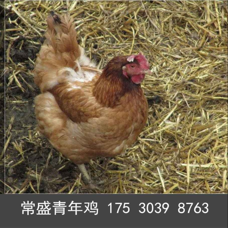 陕西青年蛋鸡厂家 陕西60天青年鸡报价 陕西80天青年鸡出售