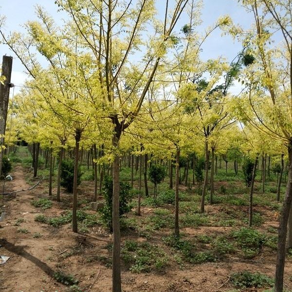 供应嫁接黄金槐树苗 直径5-6公分 树形优美 园林绿化行道树苗木
