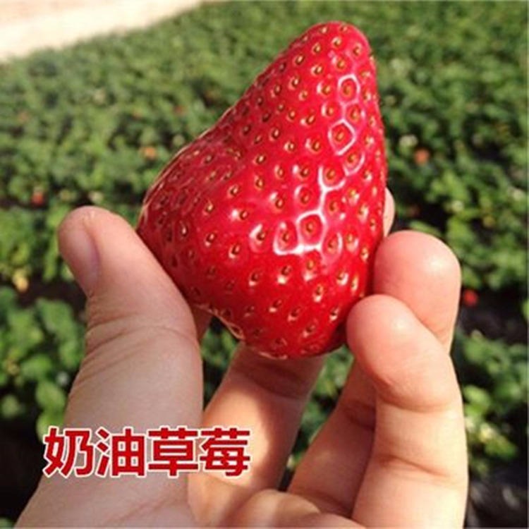 草莓苗四季结果盆栽   带盆带土奶油草莓苗红颜草莓苗章姬种苗家庭阳台南北方种植