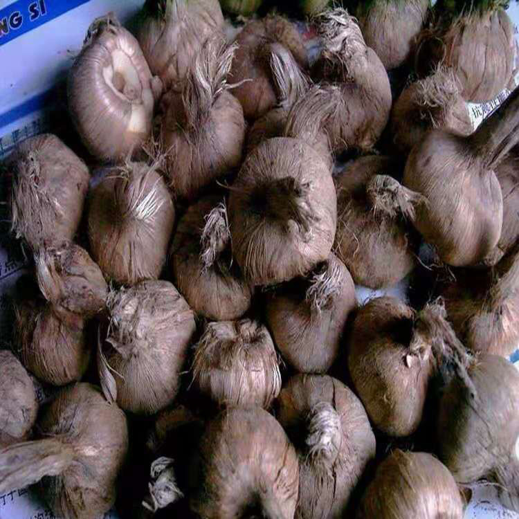 紫藤种子  10克以下批发中药材种子 藏红花种子价格   同创药材