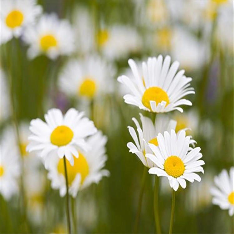 今年新採春白菊种子植株深根性耐瘠薄花种适应性强