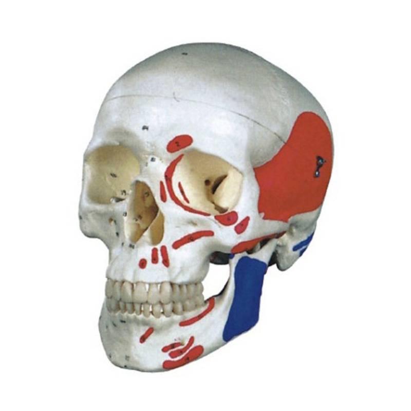 成人头颅骨肌肉着色模型实训考核装置  成人头颅骨肌肉着色模型实训设备 成人头颅骨肌肉着色模型综合实训台图片