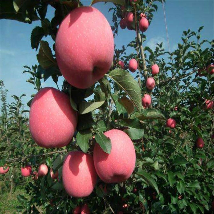 厂家直销鲁霞苹果苗 1-3年生鲁霞苹果苗价格 鲁霞苹果树苗基地图片
