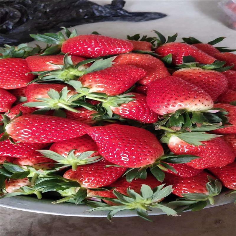 美六草莓苗 现货批发 泉诚苗木 红实美草莓苗 大型批发基地