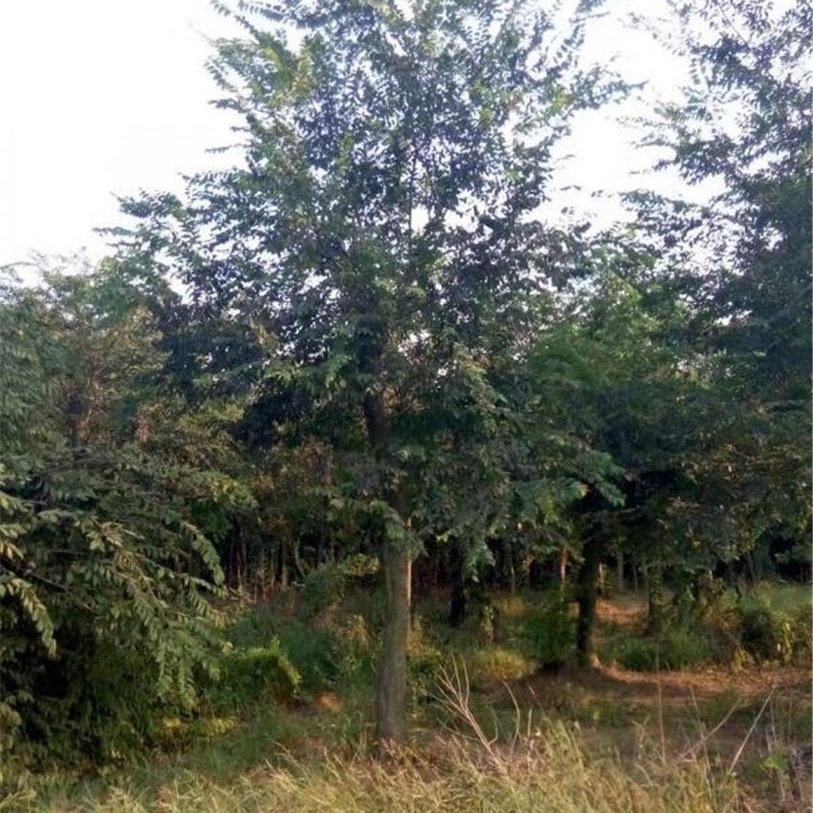 供应多种全冠朴树 风景树10-50公分沙朴树自产自销 就到千喜苗木