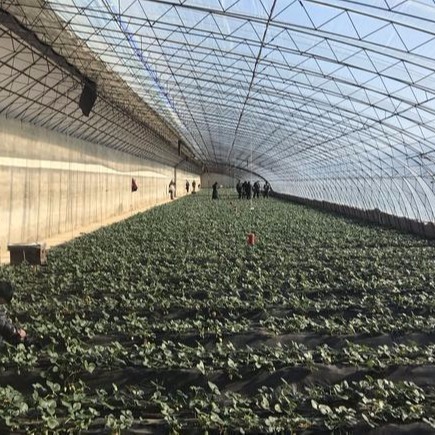 潍坊建达温室 日光温室草莓采摘园 草莓采摘园 草莓种植 温室草莓产量图片