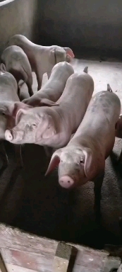 江苏供应高产大白母猪品种齐全