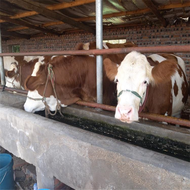 西门塔尔牛养殖视频挑选 西门塔尔小牛母牛犊出售 通凯 四川牛犊示例图8