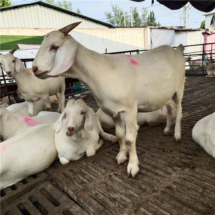 龙翔养殖场出售 美国白山羊种羊  白山羊羊羔  纯种白山羊价格 任意挑选