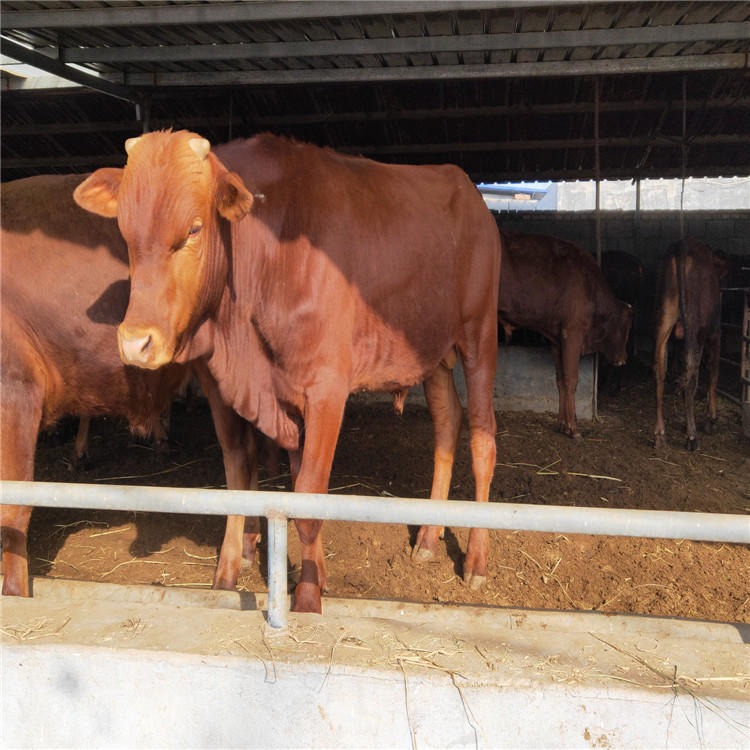 改良鲁西黄牛批发 鲁西黄牛养殖技术 肉牛犊价格 龙翔 鲁西黄牛养殖场图片