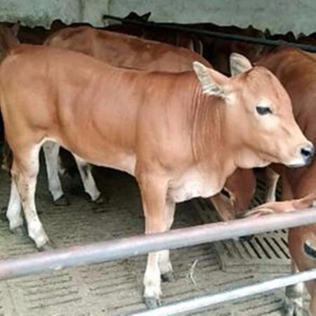 龙翔肉牛养殖场 肉牛犊批发 小牛犊价格 小黄牛养殖效益