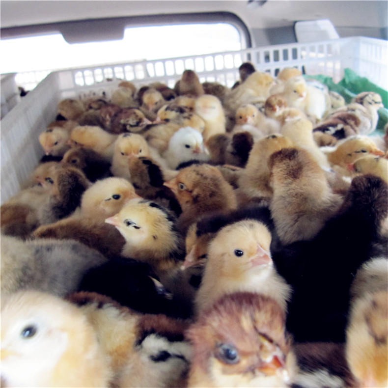 威海鸡苗批发市场孵化场出售 威海380九斤红玉鸡苗小鸡苗笨鸡苗图片