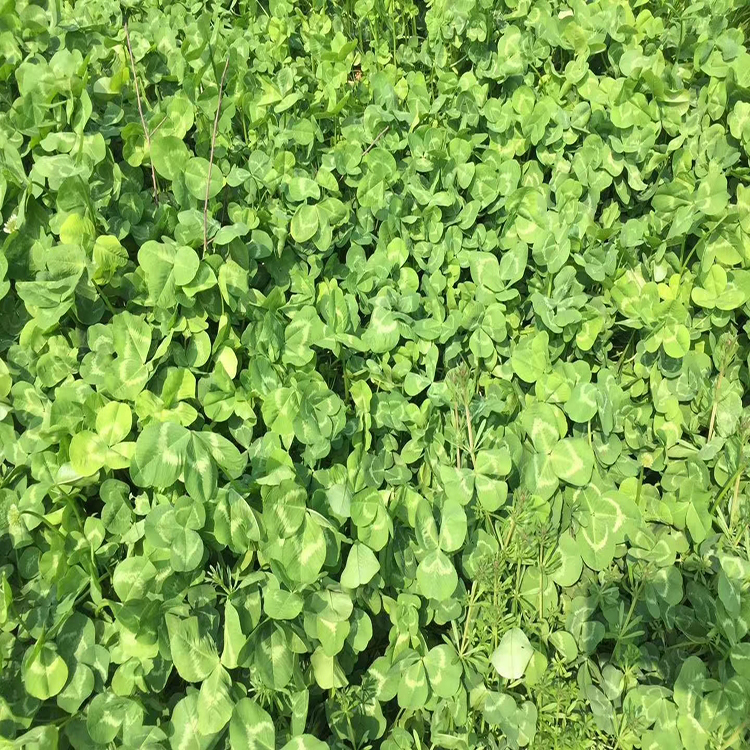 博伦绿化 黄花苜蓿 冰草 成活率高