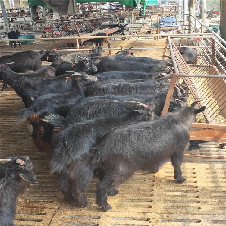 长毛黑山羊品种 通凯供应 2-3个月黑山羊羊苗 大母羊价格图片