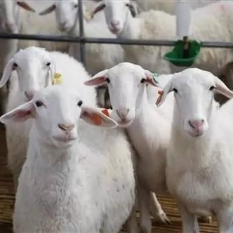小胡羊养殖场 胡羊价格 免费运输 通凯大型养殖场图片
