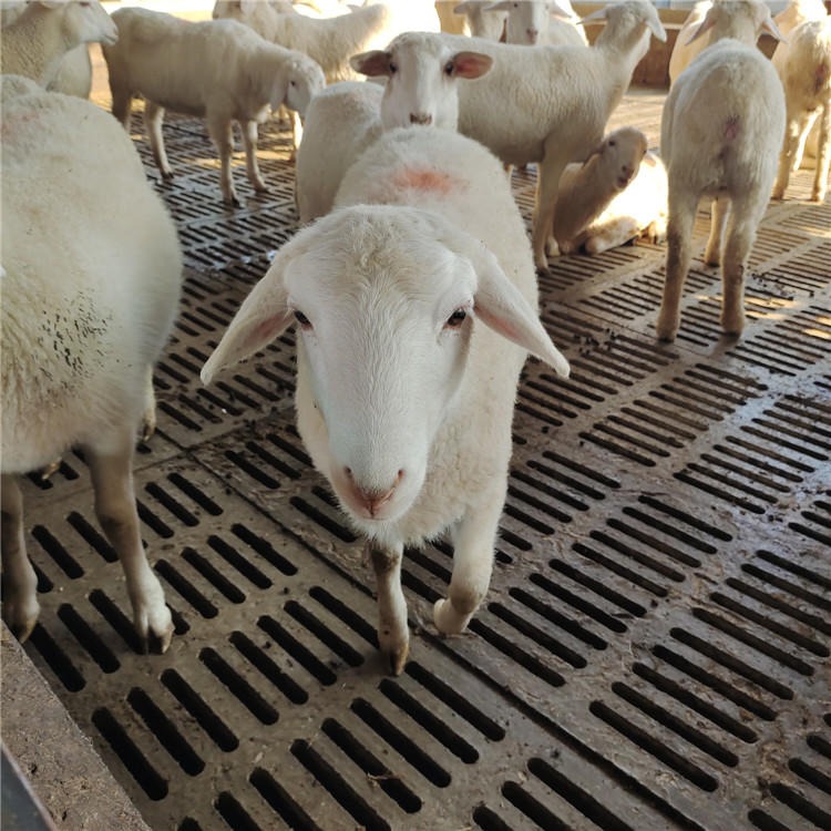 小尾寒羊养殖场批发 龙翔 湖羊繁殖母羊 纯种小尾寒羊公羊