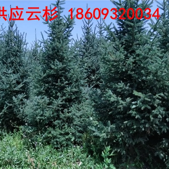 陇南云杉苗木批发报价-天水3.5米4米5米云杉树价格