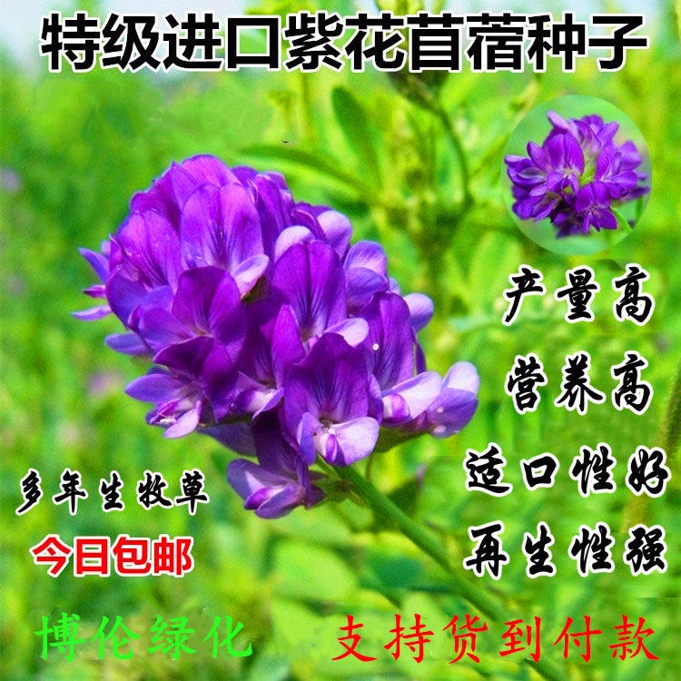 牧草紫花苜蓿种子 优质进口紫花苜蓿种子价格 养羊专用牧草种子