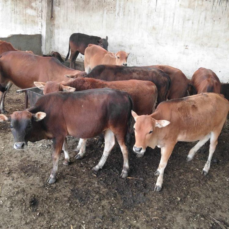 纯种鲁西黄牛小牛苗 肉牛犊价格 改良种牛200斤牛 龙翔 育肥牛犊