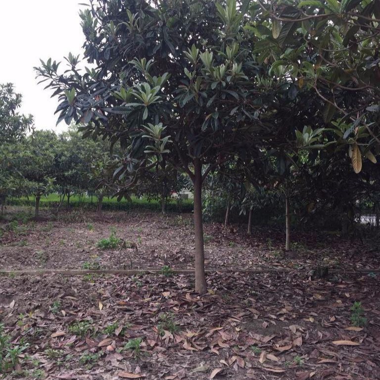 枇杷树苗绿化苗木江苏基地大量供应各种果树价格低规格全图片