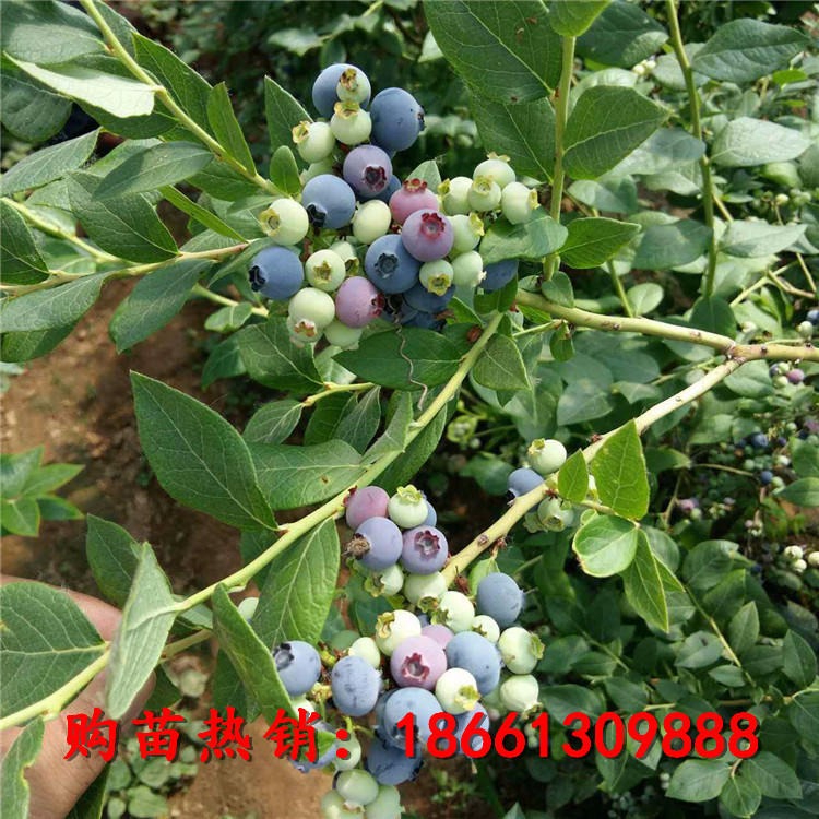 蓝莓苗当年结果 蓝莓苗种苗销售 蓝莓成苗批发