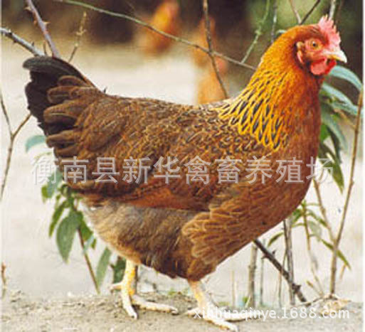 湖南衡阳新华禽畜厂家直销大量优质北方抗寒好饲养快公鸡苗