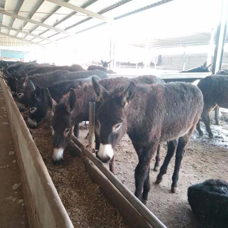 养殖驴苗的前景 出栏屠宰肉驴 改良肉驴驴驹 鼎荣 好养活