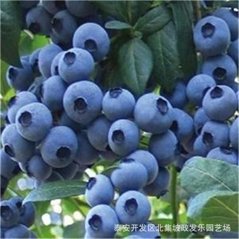 基地常年供应蓝莓苗薄雾蓝莓苗根系发达价格合理量大从优 蓝莓苗示例图6