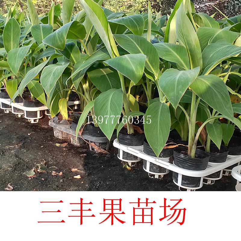 灵山县香蕉苗 粉蕉苗，广西香蕉苗 粉蕉苗育苗基地，三丰果苗