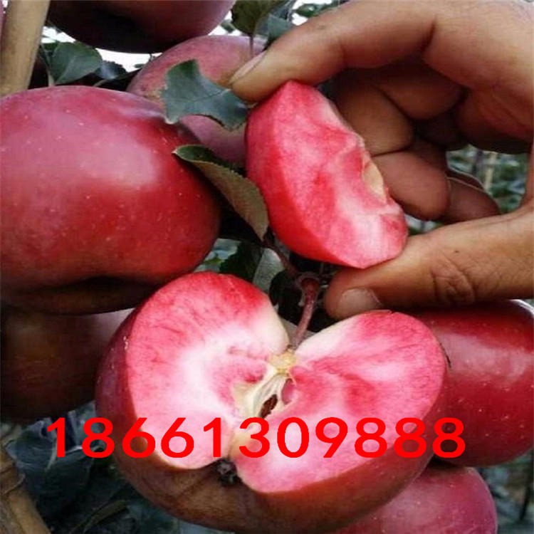 矮化富士苹果苗根系发达易成活 兴红农业基地供应花牛苹果苗