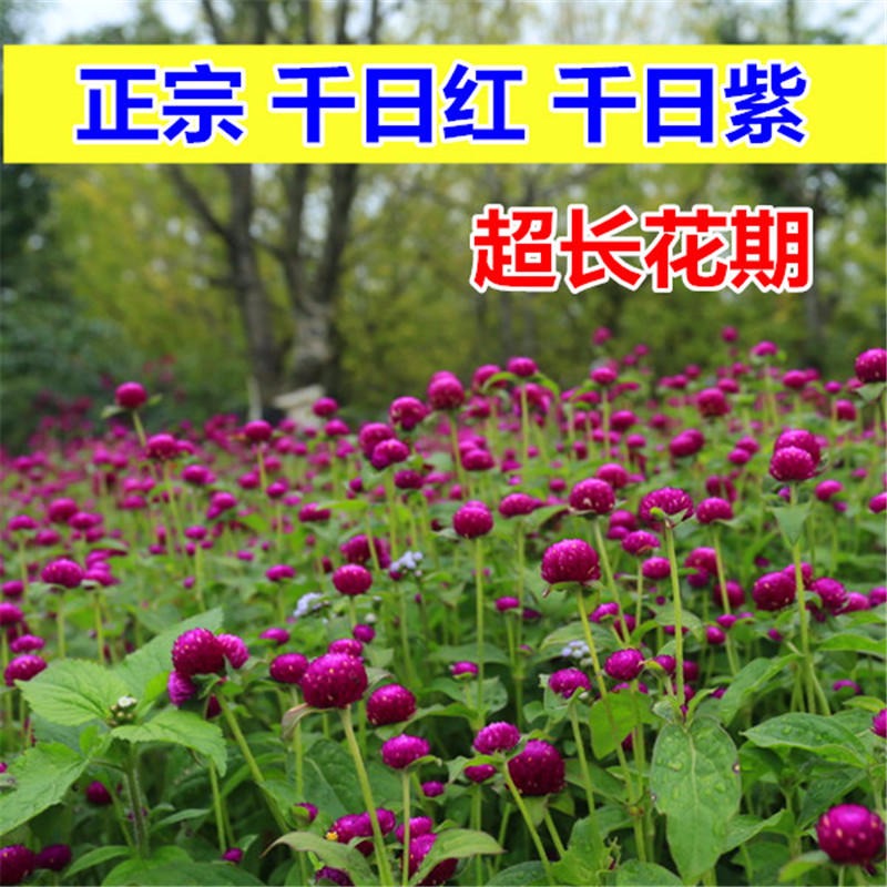 千日红种子 千日紫种子 观花种子 百日红种子 火球花景观绿化易活花籽 千日粉种子 千日白种子图片
