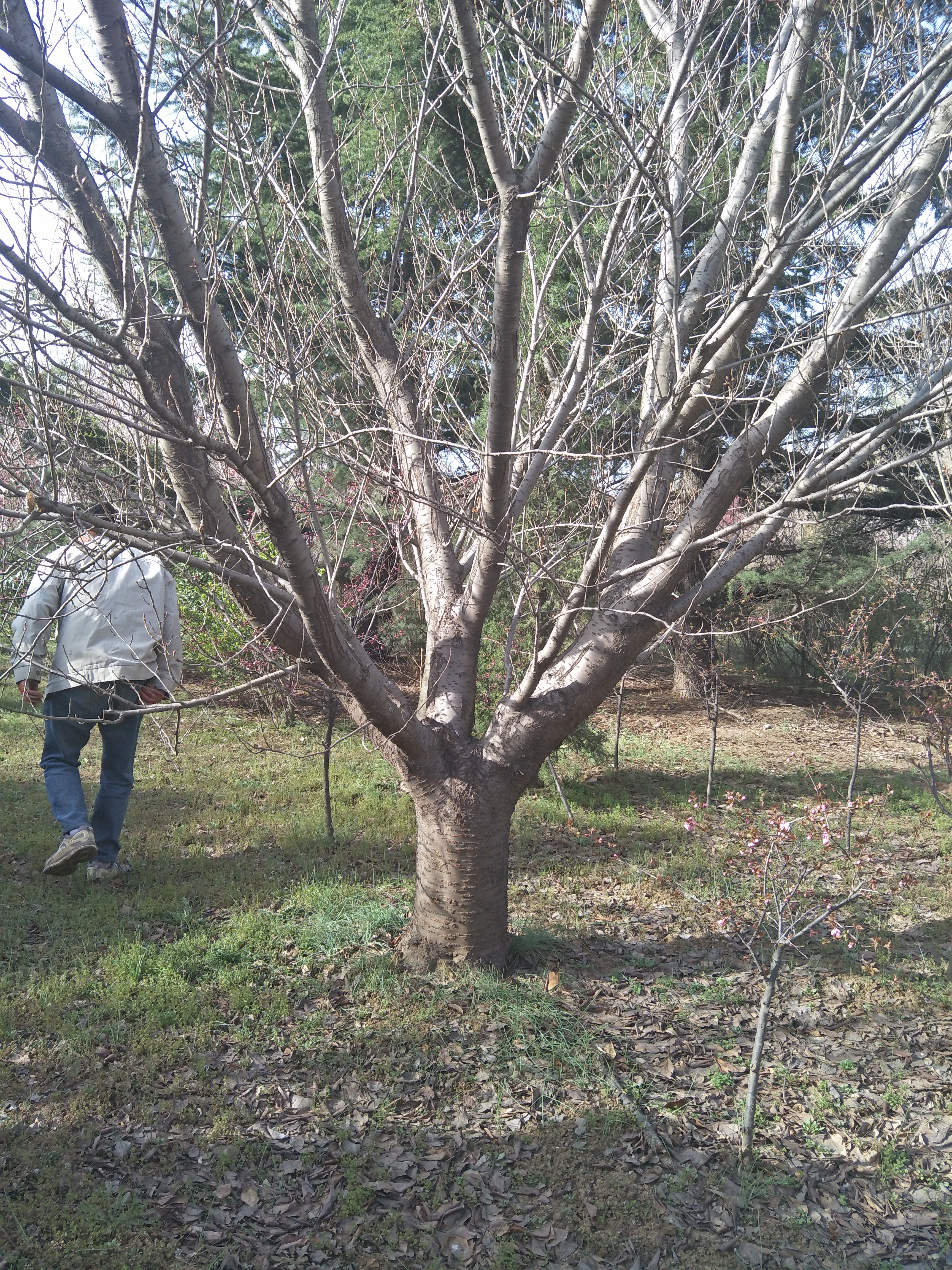 10-30公分银杏树 产地货源 银杏树苗绿化工程行道树