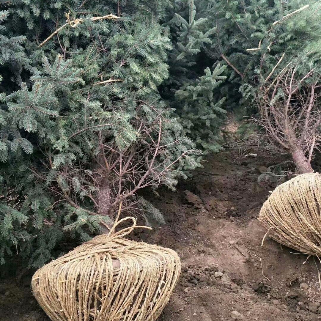 甘肃云杉-1米2米3米4米云杉苗木基地-绿化西藏日喀则供苗