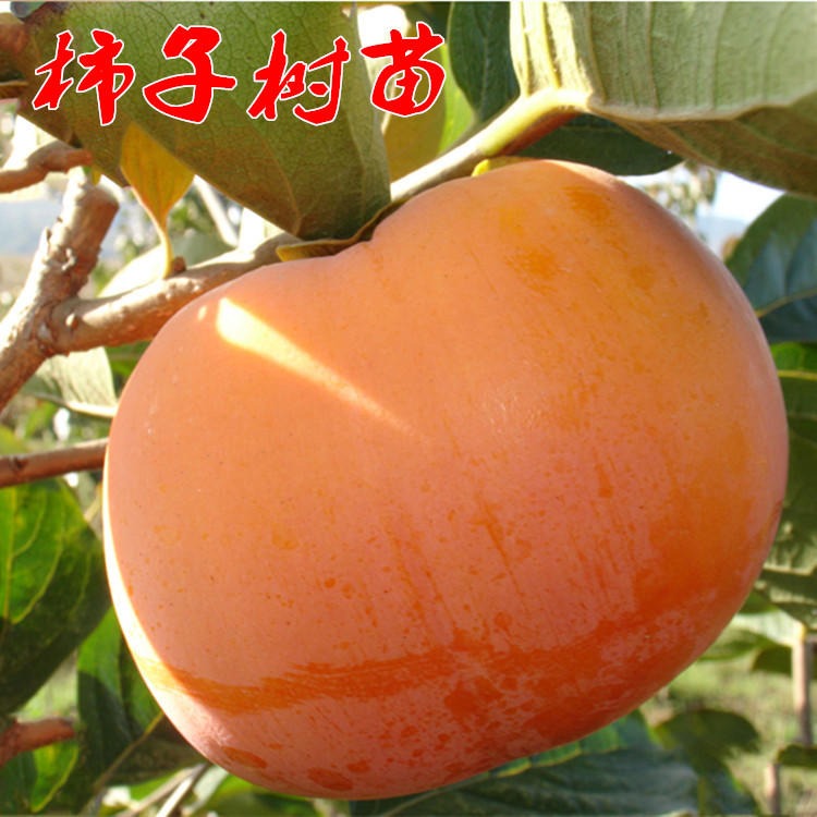雨阳农业科技大量批发适应南方 北方种植的柿子苗 牛心柿 甜柿等