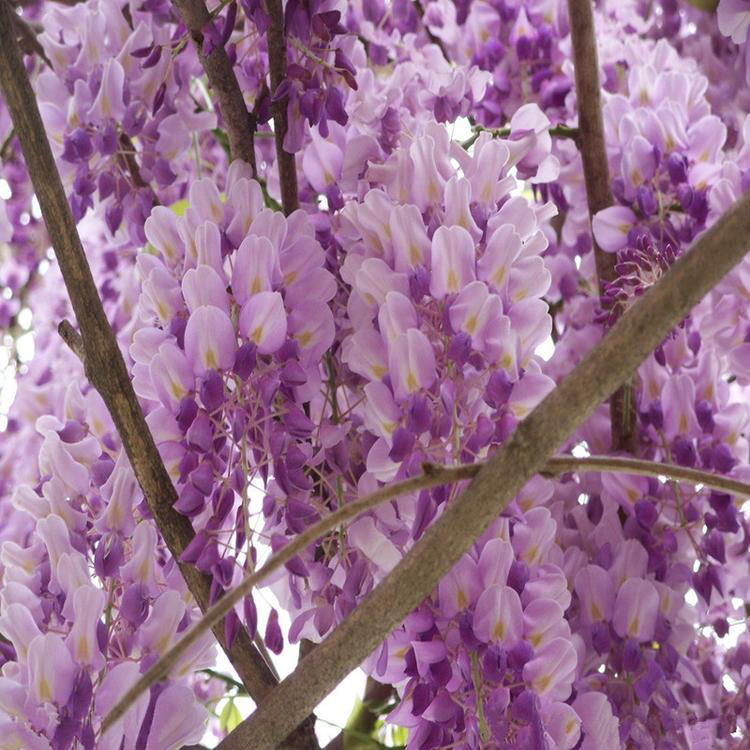 批发紫藤价格    出售4公分紫藤 批发庭院花卉 湘林苗圃