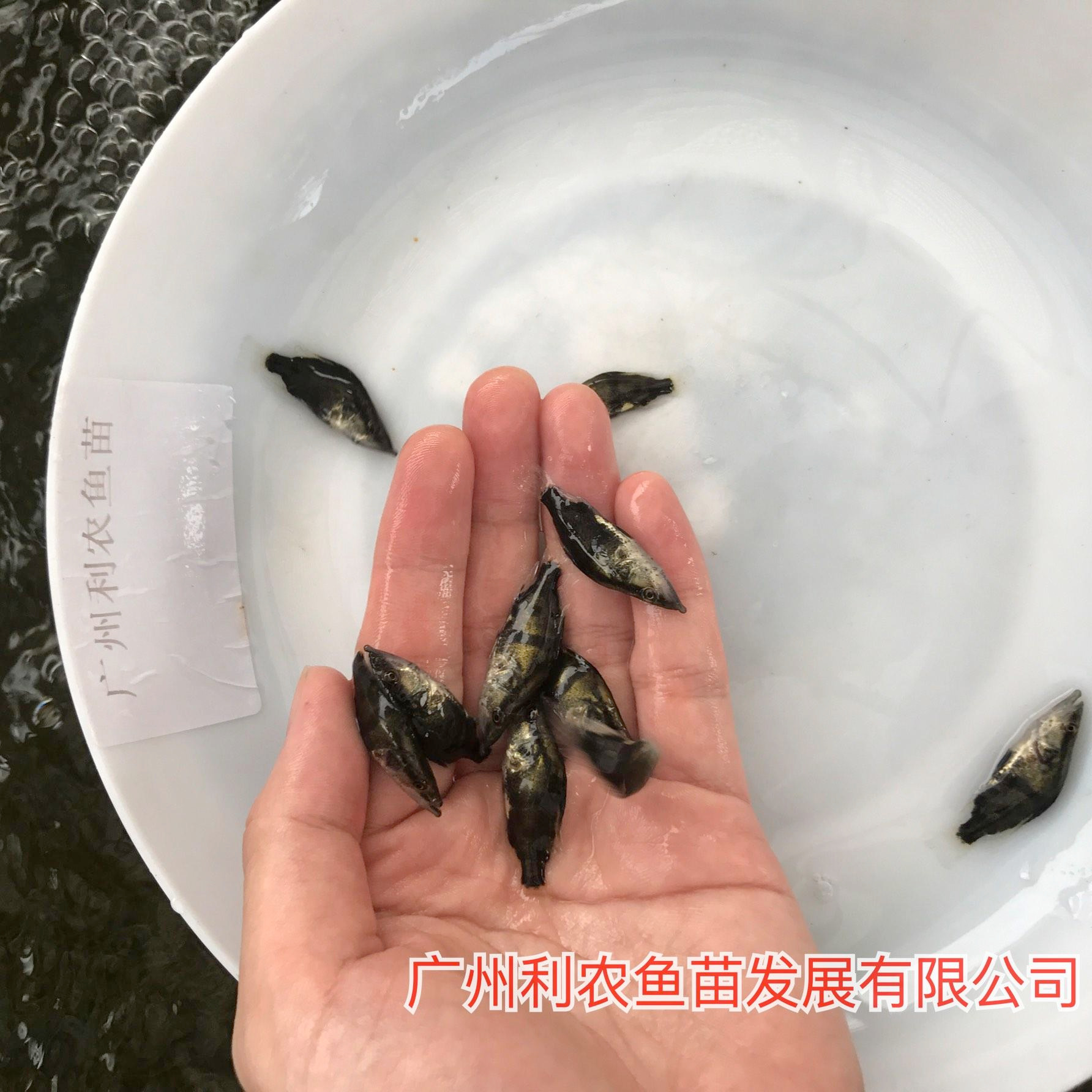 厂家直销 福建南平桂花鱼苗出售 4-5cm快大品种优选鳜鱼苗
