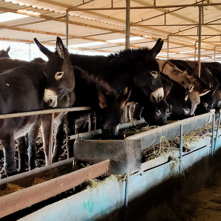 山东肉驴养殖总场 品种肉驴养殖基地 肉驴屠宰出肉率 乡村牧业 提前预定