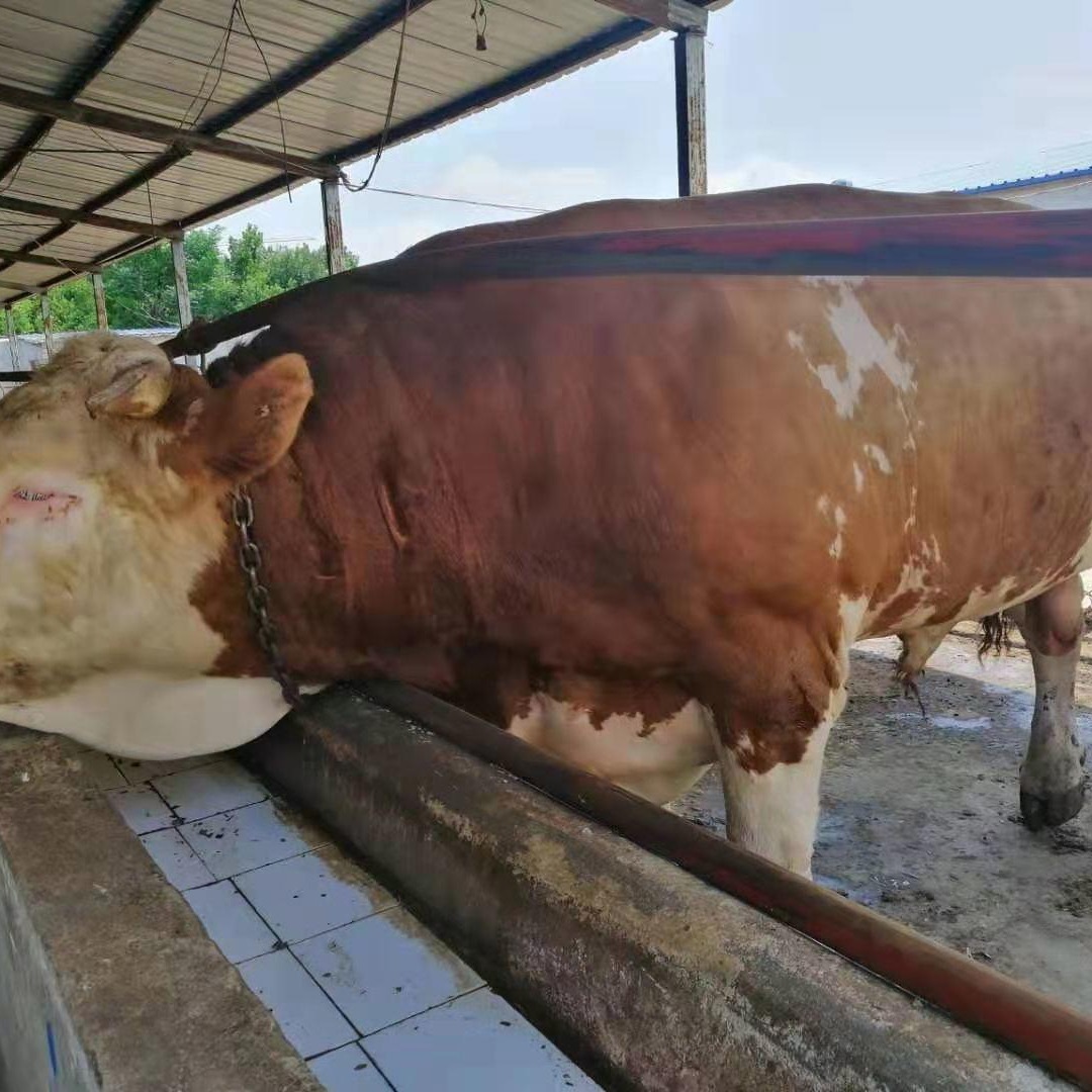 纯种鲁西黄牛牛犊价格  大量出售 晟源 纯种鲁西黄牛