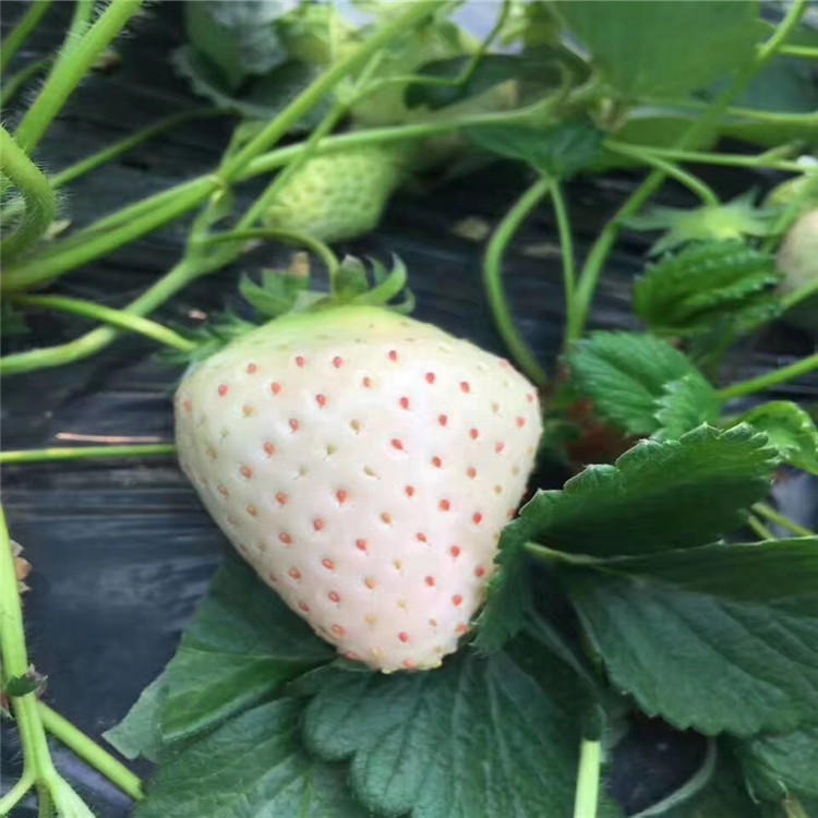 常年供应京郊小白草莓苗 品种多样价格实惠 法兰地草莓苗