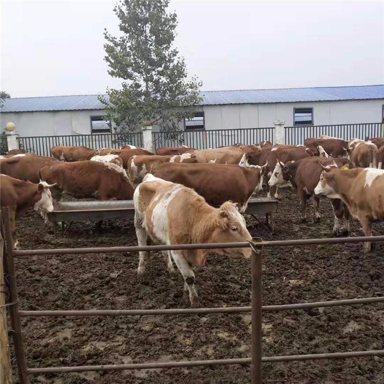 600斤母牛 重庆黄牛苗价格 通凯 重庆5个月小黄牛批发价格