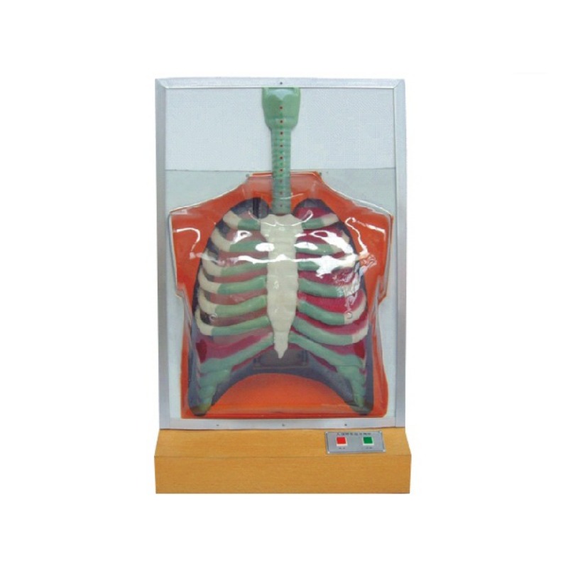 电动人体呼吸运动模型实训考核装置 电动人体呼吸运动模型实训设备 电动人体呼吸运动模型综合实训台